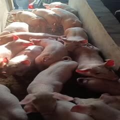 威宁县健康农户散养猪