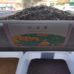 北京孔雀草种子