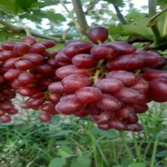威县巨盛葡萄，口感佳，果穗中等大小，颜色鲜红而透亮，价格便宜