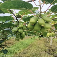 丹东软枣猕猴桃，东北特产，八月中旬成熟，基地直发