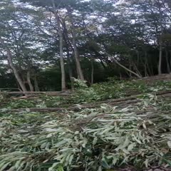 田林县大量出售新鲜青岗木，8公分以上，烧炭，种灵芝，天麻的老板抓紧