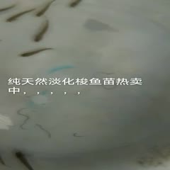 连云港纯海洋淡化梭鱼