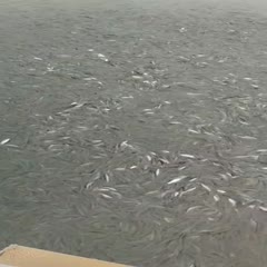 连云港出售海洋淡化梭鱼苗，成鱼