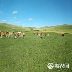 【热卖】内蒙古牧区架子牛黄牛包技术 包回收 可视频看货无中商
