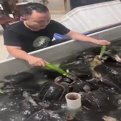 茂名出售十几斤的亚巨种龟，需要的联系