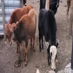 育肥牛150以上到300斤以下的散养土黄牛大量出栏了