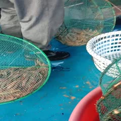 惠州自己的船一手貨源海蝦.不是每天有貨.要預定