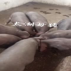 德阳太湖母猪