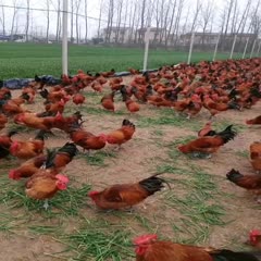 习水县鸡种蛋  改良快大硬红瑶种蛋，可孵化小鸡，受精率百分之九十左