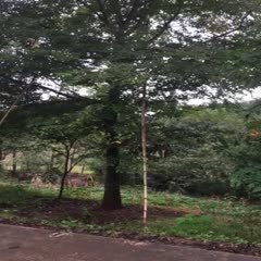 井研县18-20公分朴树，高十米左右，冠幅6米左右，需要的来电咨询