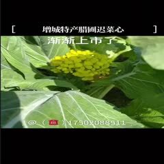 广州广州菜心  增城腊圃迟菜心80cm（价格：时价）
