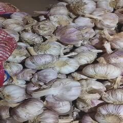 扒米厂直供各种品质规格的大蒜，红皮蒜，紫皮蒜，代收代存代买