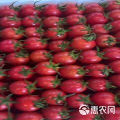 硬粉西红柿  寿光精品西红柿，出口专用、果型饱满，颜色周正