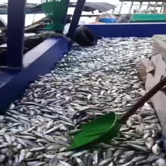 北海海鱼，海杂鱼，饲料鱼，青鳞鱼/黄鱼，低价出货
