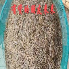 泗洪县漂亮的小草虾