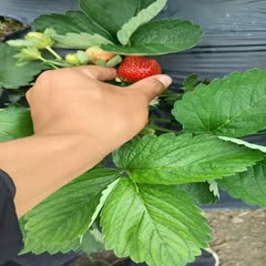 广州法兰帝草莓