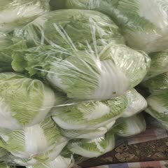 博爱县大白菜，大量供应。价格不高。质量有保证