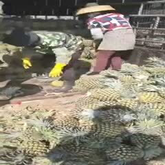 徐闻县[精品菠萝]大量上市，一手货源，产地直发，品质保证，全国发货