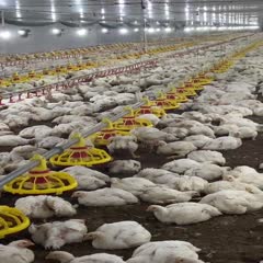 宾阳县45天白羽肉鸡，大型养殖场直供，均重6.2-6.5斤以上。