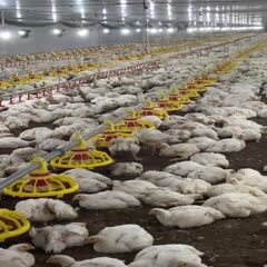 广西宾阳县40天白羽肉鸡，大型养殖场直供，均重6.5斤。