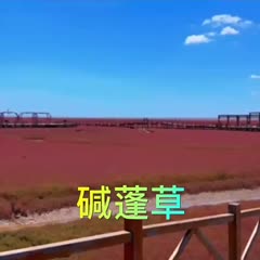 沭阳县碱蓬草种子耐盐碱治理荒地土壤改良荒碱菜盐地沙地红色海滩涂植物