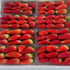 莒南县九香草莓 奶油草莓 奶香味 个头大 果型好 耐运输 货源充足