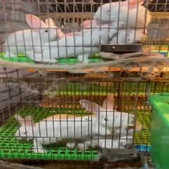 雷州市种兔、小兔、肉兔