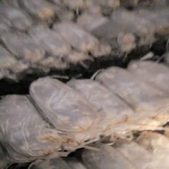 冠县灵芝产地长年供应灵芝菌棒 菌包 菌种免费提供技术 量大优惠