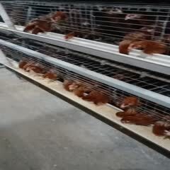 德安县常年饲养出售55--70天海兰褐  大午金凤青年蛋鸡