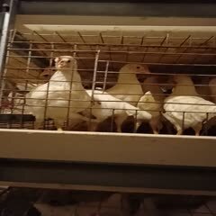 德安县常年饲养出售50-70天左右海兰灰青年鸡