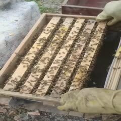 昆明1000箱蜜蜂，需要蜜蜂受粉的联系