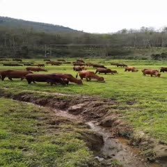 威宁彝族回族苗族自治县肉牛  贵州威宁高原黄牛。这里都是农户散养。