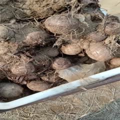 沂南县优质8520毛芋头产于丘岭地带口感香甜糯手工挑选的