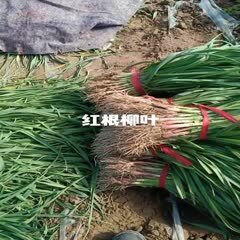 丰县红根蒜苗基地直发，价格低，质量好，货发全国！
