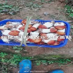 球盖菇，赤松茸，菌种