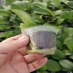 杭州蝴蝶兰苗，1.79寸.3.0杯28个品种有大量现货