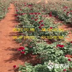 2024   云南墨红玫瑰    墨红玫瑰 大朵玫瑰花