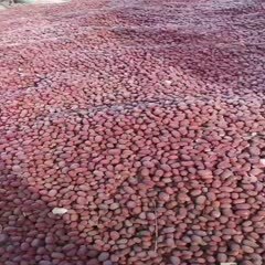 台州新疆阿克苏灰枣通货已经到台州了。这批有10吨左右。