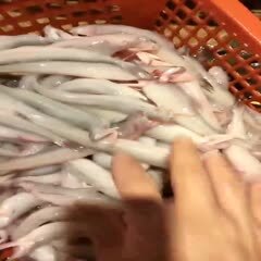中山市新鲜上水九肚鱼。量大