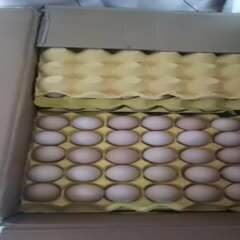 上海鸡蛋