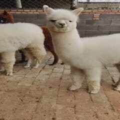 迷你羊驼 羊驼价格 羊驼的习性 哪儿有卖羊驼 景区动物园萌宠