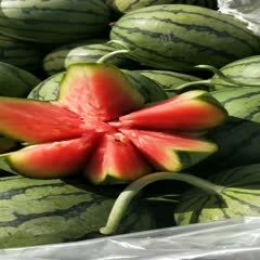早春红玉西瓜，2K西瓜，大量现货，保证质量，代发全国。