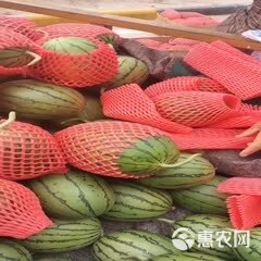 早春红玉西瓜，2K西瓜，大量现货，保证质量，代发全国。