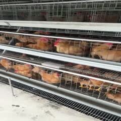 胡须公鸡，均重3.5斤左右，惠州龙门装车