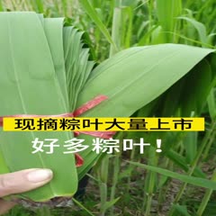 泗阳县新鲜现摘粽叶粽子叶苇叶芦苇叶粽叶包粽子的叶子批发