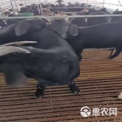 努比亚 黑山羊可以视频挑选，圈养放养都可以公母大小都有