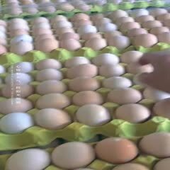周口蛋液，活珠子，白蛋，喜蛋，旺蛋，毛蛋，半鸡半蛋