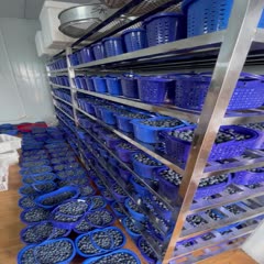 澄江市云南蓝莓 现摘现发 产地直供 一手货源