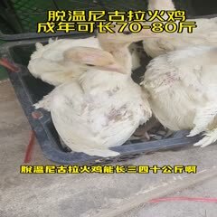 尼古拉白火鸡成年可以长60-70斤