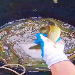 佛山出售全规格日本黄鳗